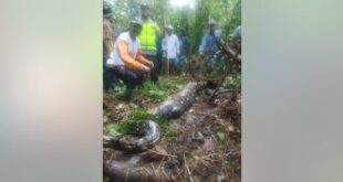 Members of a local search party located the 22-foot python nearly 48 hours after the woman disappeared. 