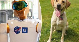 Dogs are smarter than AI, scientist claims