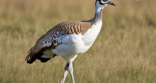 Unveiling the Enigma of Bustard Birds: 25 Intriguing Facts and Insights